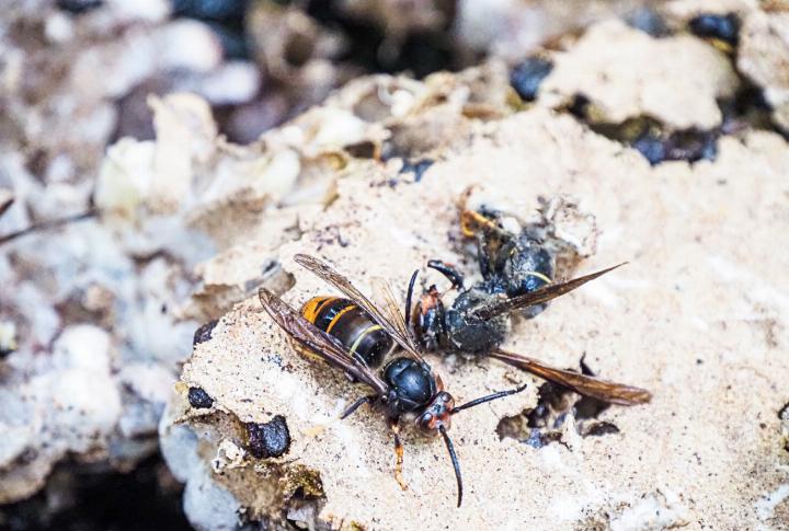 Die Asiatische Hornisse ist etwas kleiner als das einheimische Pendant. Im Flug erscheint das Insekt schwarz. Bilder zvg