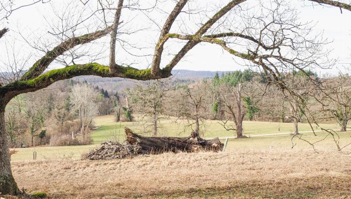 Ob mit oder ohne Naturpark: Das Baselbiet hat einige Natur-Perlen zu bieten wie das Gebiet Wildenstein ob Bubendorf. Bild Andreas Hirsbrunner