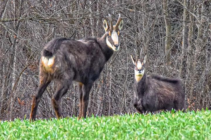 Bild zvg / Archiv vs