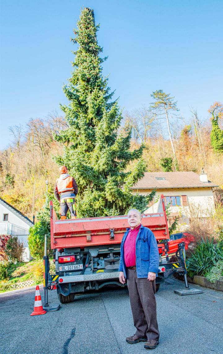 Die Tanne aus dem Garten von Fritz Kunz wurde gestern gefällt und wird als Weihnachtsbaum auf dem Schulhausplatz dienen. Bild Peter Sennhauser