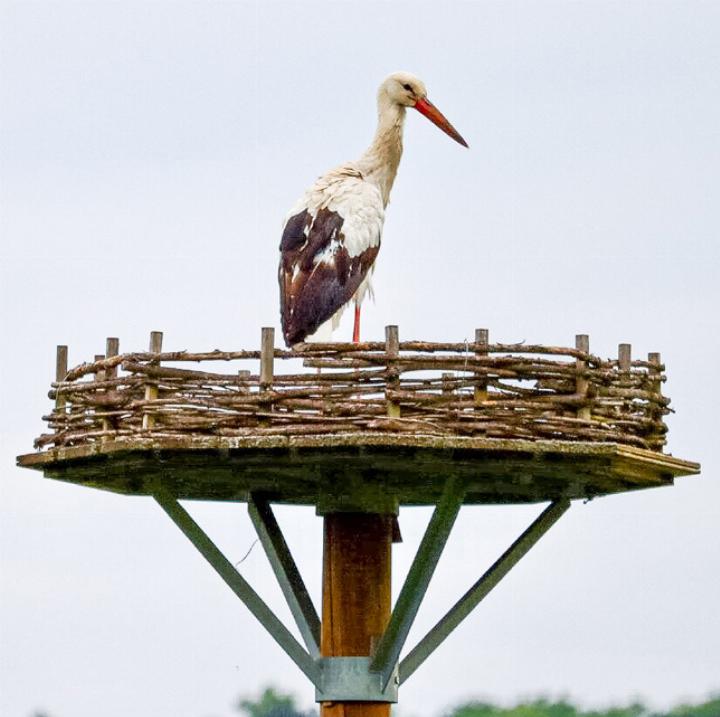 Dieser Storch fühlt sich in Bubendorf offenbar wohl – 
ein erster Erfolg für das Ansiedlungsprojekt.
Bild Brigitt Buser