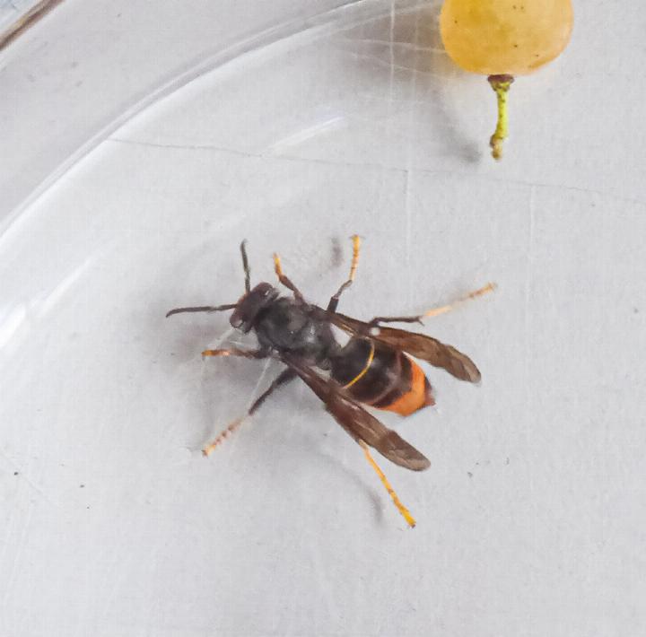 Die Asiatische Hornisse aus dem Garten in «Untersuchungshaft». Bild Heinz Döbeli