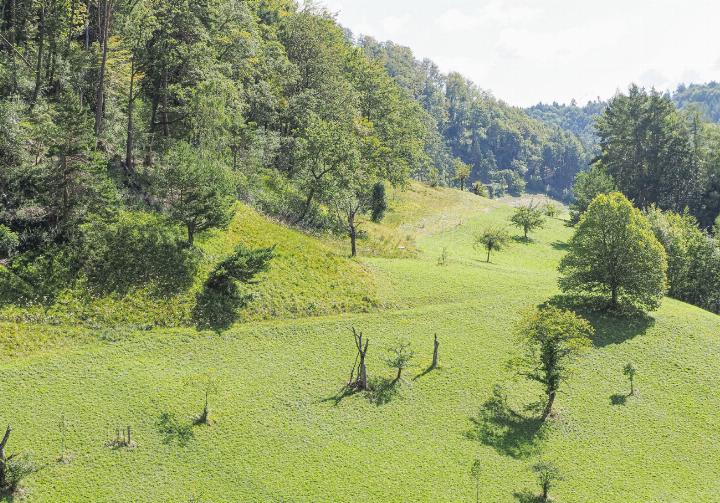 Der westliche Teil vom «Holingen» gehört zum Untersuchungsgebiet, in dem eine erstaunliche 
Vielfalt von insgesamt 333 Gefässpflanzen nachgewiesen werden konnte.
Bilder zvg/Andres Klein