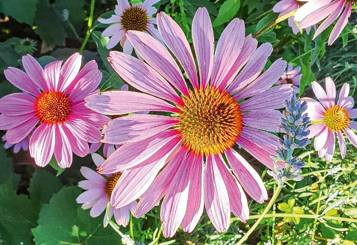 Auch Heilpflanzen werden im Kurs thematisiert.
Bild zvg