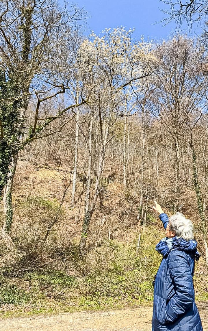 Beobachterin Susanne Kaufmann zeigt auf den Kirschbaum am Waldrand im Liestaler «Weideli».
Bild Wendy Maltet Beobachterin Susanne Kaufmann zeigt auf den Kirschbaum am Waldrand im Liestaler «Weideli».
Bild Wendy Maltet
