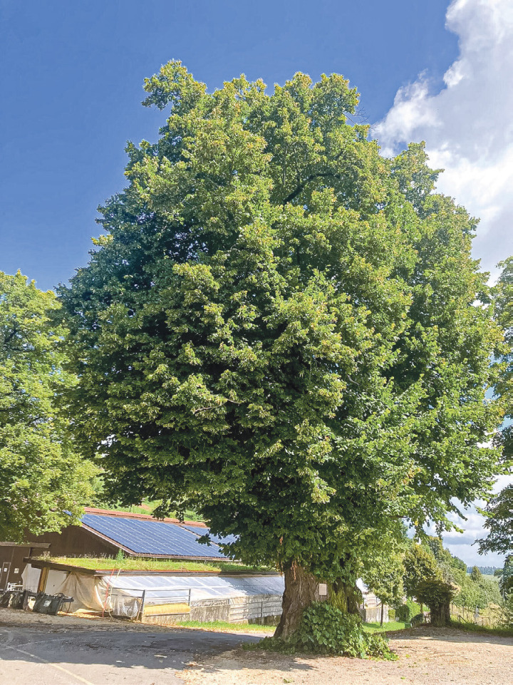 Die Schlosslinde Farnsburg ist eine stattliche Erscheinung: 21 Meter hoch, mit einem Stammumfang von 9 Metern. Bild zvg