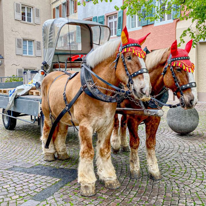 «Geduldiges Warten auf den Kutscher ist angesagt», schreibt Ivo Schädler aus Läufelfingen zu seinem Foto.