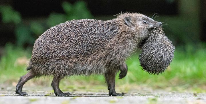 Eine Igelmutter transportiert ihr Jungtier in ein neues Versteck. Wahrscheinlich wurde sie am alten Ort gestört.
Bild zvg / Biosphoto / Ronald Stiefelhagen