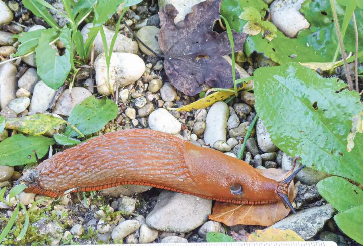 Rote Wegschnecke (Arion rufus) oder Spanische Wegschnecke (Arion vulgaris) oder Hybrid? Klarheit würde eine Gen-Analyse schaffen. Bild Heinz Döbeli