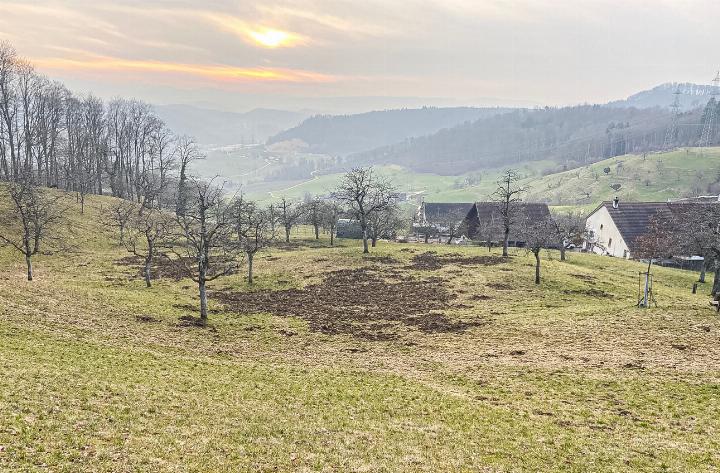 Die von Wildschweinen in der Landwirtschaft verursachten Schäden fallen im laufenden Jagdjahr deutlich tiefer aus als in der vergangenen Jagdperiode aus der dieses Bild von einer Weide in Sissach stammt. Bild Rolf Wirz