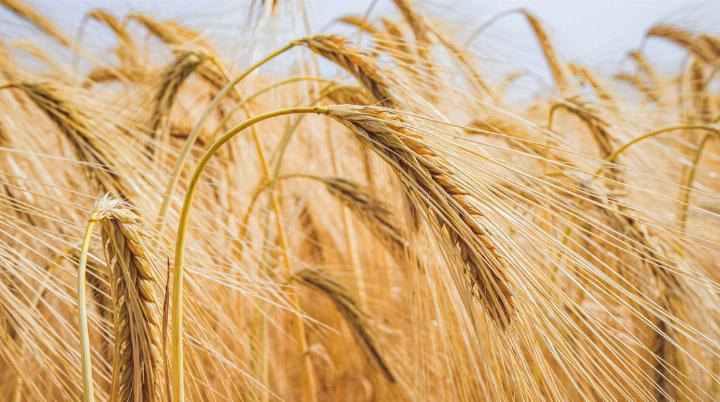 Der August muss warm und trocken sein, damit die Reife gelingt.
Bild pixabay