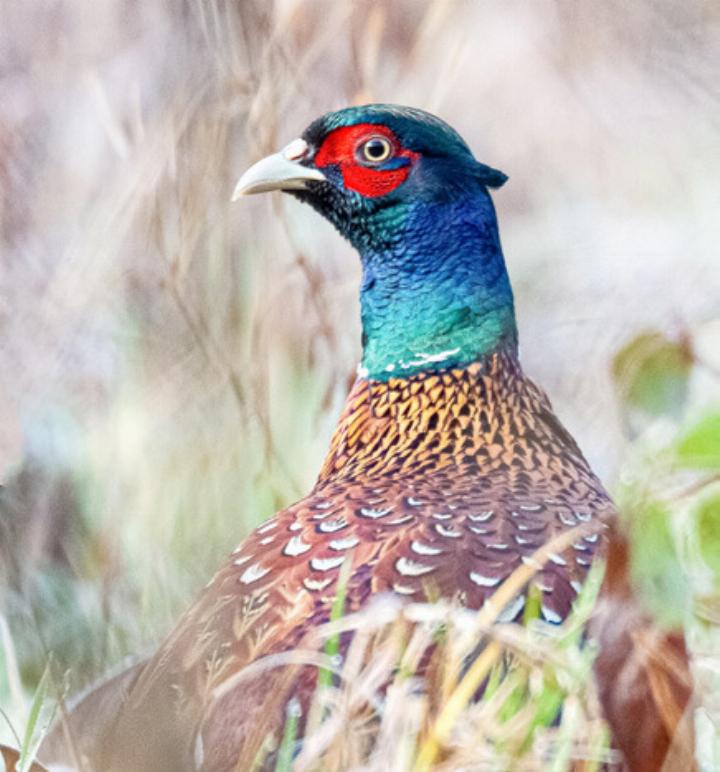 Der Fasan in freier Wildbahn – hierzulande ein seltenes Bild. Bild Pixabay Der Fasan in freier Wildbahn – hierzulande ein seltenes Bild. Bild Pixabay