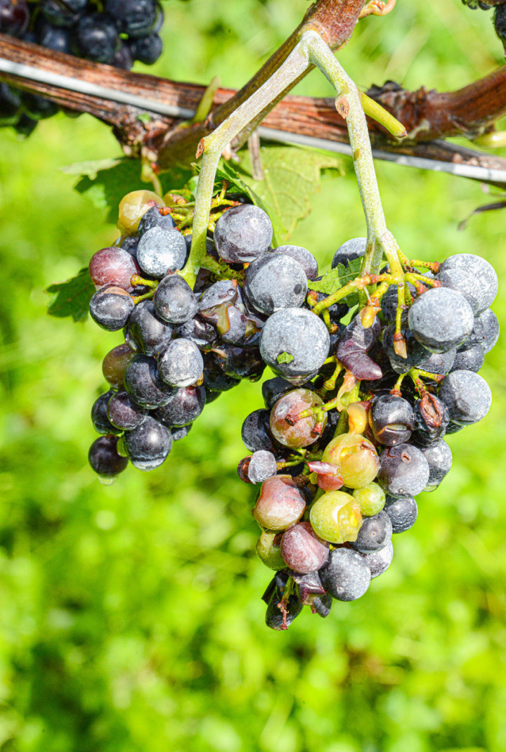 Aufgeplatzte, vom Hagel geritzte und bereits vertrocknete Beeren an einer Weintraube des Kienberghofs von Dieter Imhof. Bild Christian Horisberger