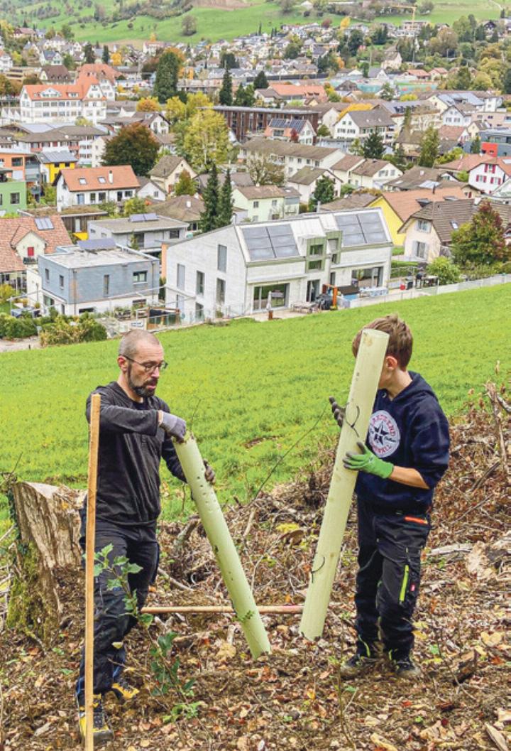 Am kürzlich ausgelichteten Waldrand am Gelterkinder Bettenberg wurden 40 Bäume gepflanzt. Bild zvg