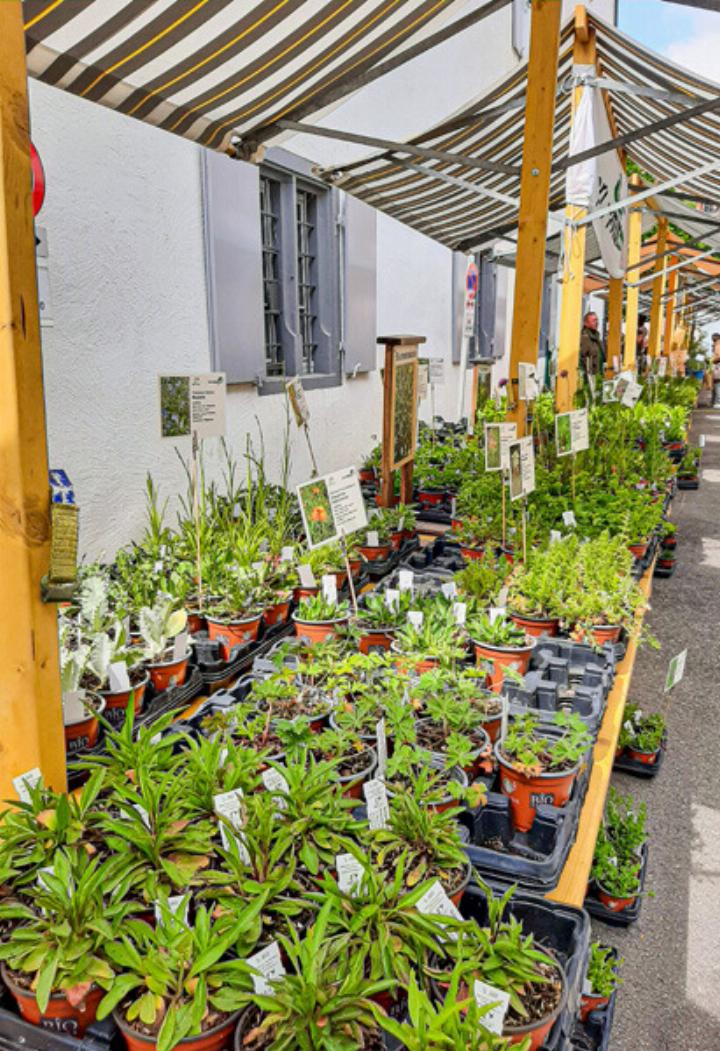 Am Markt sind Experten vor Ort und beraten die Kundschaft. Bild zvg