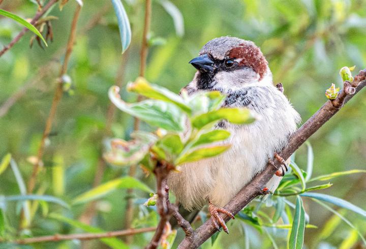 Wer wissen will, wie es dem Haussperling bei uns geht, der kommt an die Exkursion der AGNHS.
Bild zvg