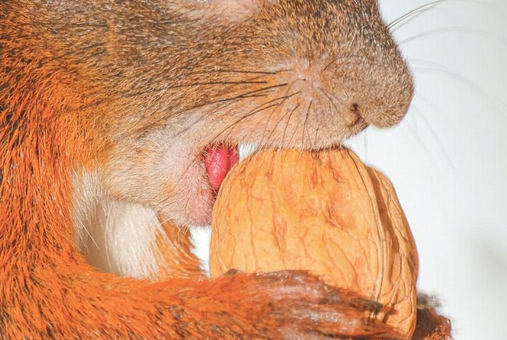 «Wem gehört wohl diese rote Zunge?», schreibt Hans Reber aus Sissach zu seinem Bild, das er im Ebenrainpark aufgenommen hat.