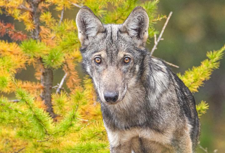 Die Rückkehr des Wolfs erhitzt die Gemüter. Bild zvg / Stefano Polliotto