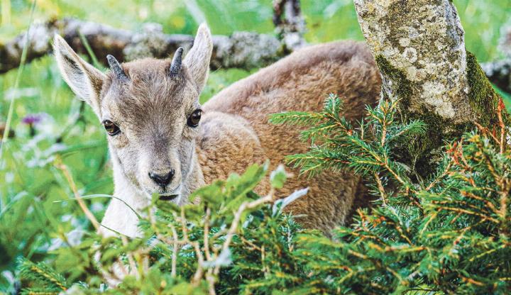 Ein sechs bis sieben Wochen altes Steinbockkitz schaut aus einem Versteck am Creux du Van im Grenzgebiet Neuenburg/Waadt neugierig in die Kamera von Bruno Schaub aus Corroux.