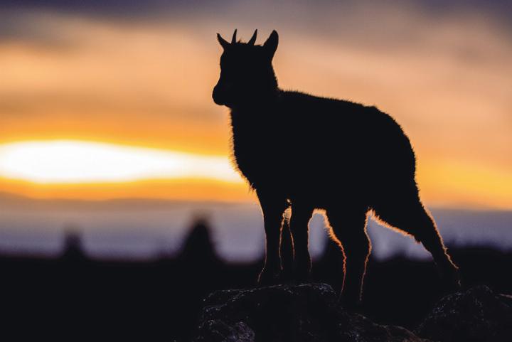 Jan Furler aus Bubendorf konnte während eines Sonnenaufgangs dieses kleine Steinbockkitz fotografieren.