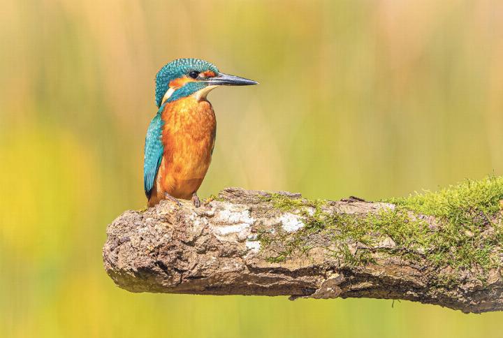 «Nach dreistündigem Ansitz hatte ich doch noch Erfolg und konnte einen Eisvogel fotografi eren. Ein wunderschöner Vogel, den man selten sieht», schreibt Jan Furler aus Bubendorf.