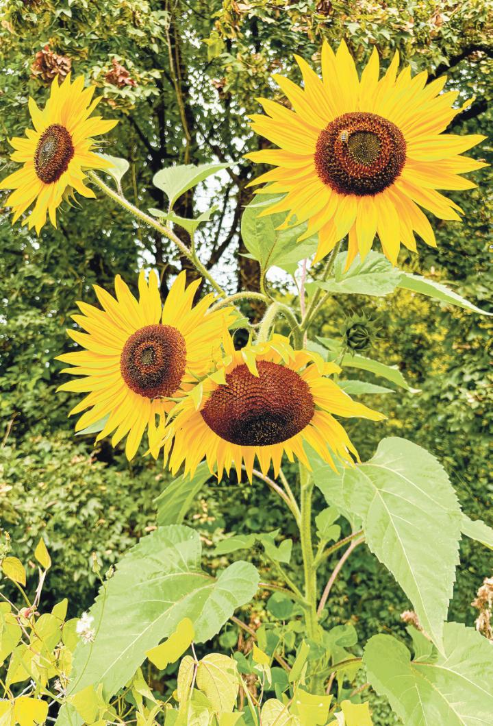 Eugen Schwarz aus Oberdorf hat diese Sonnenblume entdeckt.