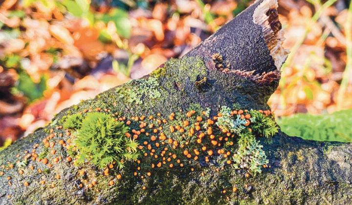 Ivo Schädler aus Läufelfi ngen ist be geistert davon, was die Natur Anfang Dezember noch zu bieten hat.