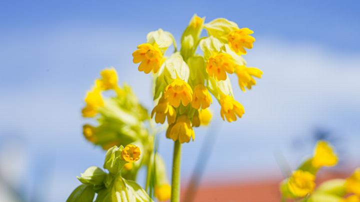 Pflanzen wie die Schlüsselblume sorgen für mehr Biodiversität. Bild zvg