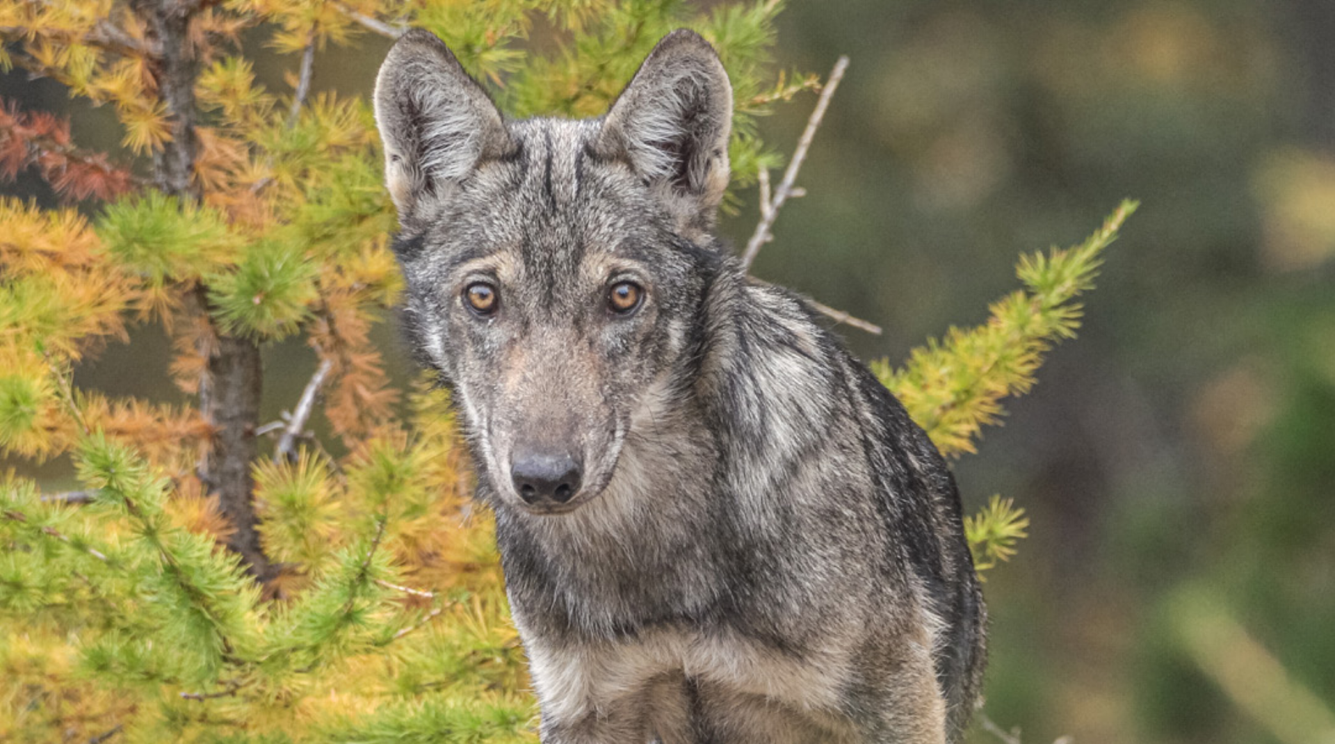 Warum die Angst vor dem Wolf? - Das Bild wird blockiert. – Möglicherweise durch einen aktiven Adblocker.