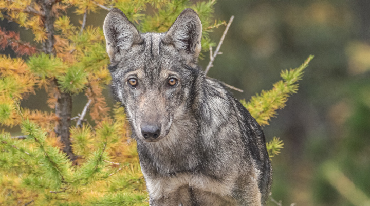 Schaut so ein böser Wolf?
Bild zvg ab Video: Stefano Polliotto