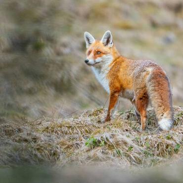 Fuchs sucht bereits am Abend in der Dämmerung nach Mäusen, ohne Fotograf Jan Furler aus Bubendorf in seiner Tarnung zu entdecken.