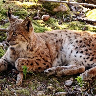 Bruno Schaub aus Courroux schreibt: «Ich konnte diesen Luchs im Berner Jura 50 Minuten lang aus nächster Nähe fotografieren, nachdem Gämsen mir verraten hatten, wo er sich aufhielt. Manchmal schaute er mir in die Linse, gähnte und schlief minutenlang.»