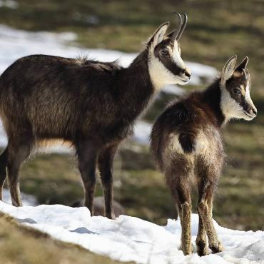 Bruno Schaub aus Courroux hat im Berner Jura diese Gämsgeiss mit ihrem zehn Monate alten Kitz beim Warten auf den auf den Frühling angetroffen.