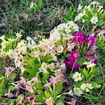 Der Frühling naht! Es grünt und blüht in diversen Farben, schreibt Fritz Häuselmann aus Gelterkinden.