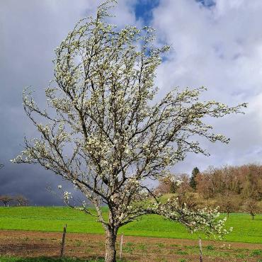 Erste Blüten bei Sonnenschein, Wind und Regen. Es grüsst schon der April, schreibt Fritz Häuselmann aus Gelterkinden zu seinem Foto.