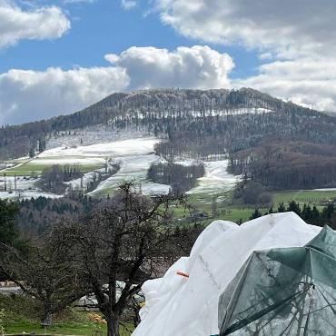 Pfirsichblüten am Fusse des verschneiten Wisenbergs hat Beatrix Gemperle fotografiert.
