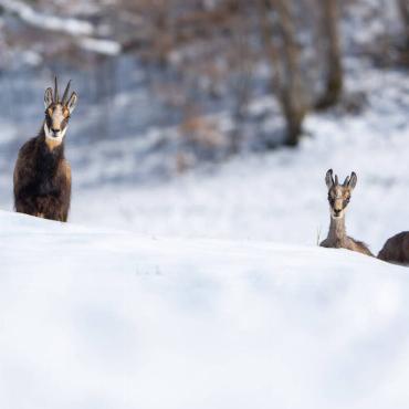 Eine Mutter mit ihren 2 jungen Gamskitzen vom letzten Frühling blicken gwunderig über einen Hügel direkt in Jan Furlers Kamera.