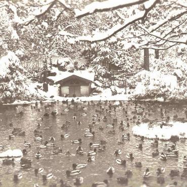 Entendichte auf einer alten Postkarte aus dem Kanton Bern. Ob sie vor dem Schneefall in den Weiher geflüchtet sind, fragt sich Eugen Schwarz aus Oberdorf.