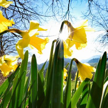 Den Frühlingsanfang in Bretzwil hat Franz Schweizer festgehalten.
