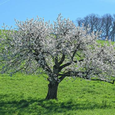 Diesen blühenden Kirschbaum zwischen Diegten und Bennwil hat Res Thomet abgelichtet.