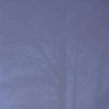Einsam und verlassen im Schnee,sehnt sich dieses Schlüsselblümchen wieder nach Frühlingstemperaturen. Fotografiert von Satrugan Buser aus Gelterkinden beim Wildblick (Bölchengebiet).