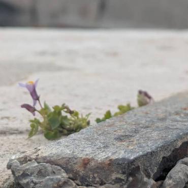 Wie kraftvoll eine Blume sein kann, hat Xenia Oberer aus Schönenwerd in Rom bei der Engelsburgbrücke gesehen.