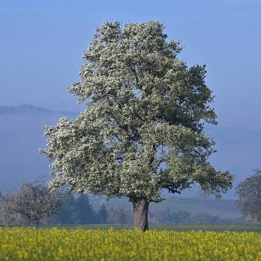 Birnbaum in Blüte inmitten des Rapsmeers, titelt Andreas Thomet aus Diegten zu seinem Bild aus Rünenberg