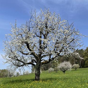 Wunderschöne Bluescht in Ziefen: Was die Natur uns immer alles zeigt, man muss es nur sehen, sagt Beat Thommen aus Ziefen.