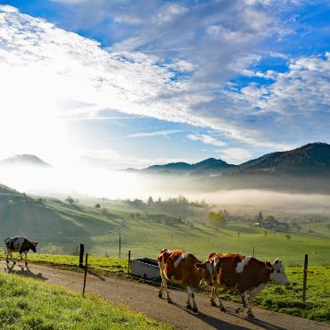 Den Frühlingsmorgen mit herbstlichem Touch hat Franz Schweizer in Bretzwil aufgenommen.