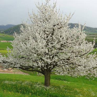 In Diegten auf der «Schweini» hat Roland Meier diesen blühenden Baum ins Bild gefasst.