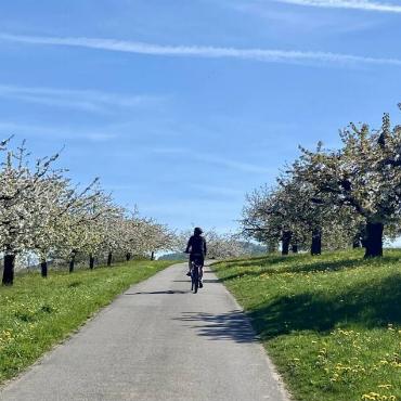 Die Velotour auf der Chirsi-Route 111 von Laufen nach Liestal hat Barbara Siegenthaler aus Gelterkinden unternommen.