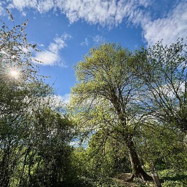 beim Wandern hat Eugen Schwarz aus Oberdorf die Bäume im frischen Frühlingskleid bewundert