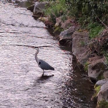 Fischreiher sind im Baselbiet keine Seltenheit. Und doch ist es immer etwas Besonderes, diesem eleganten Vogel zu begegnen. Fritz Häuselmann hat ihn in der Ergolz in gelterkinden gesehen.