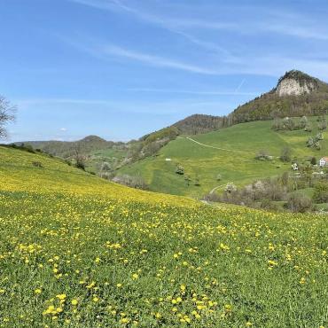 Diesen herrlichen Blick über blühende Wiesen zur Wisner Flue mit 935m Höhe über Meer hat Ivo Schädler aus Läufelfingen festgehalten.